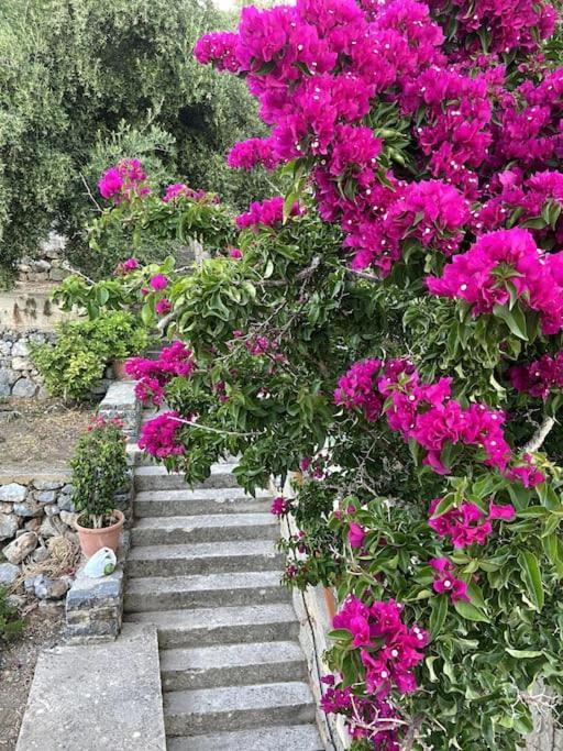 Villa Kamari-Cretan Style Apartment Kritsá 外观 照片